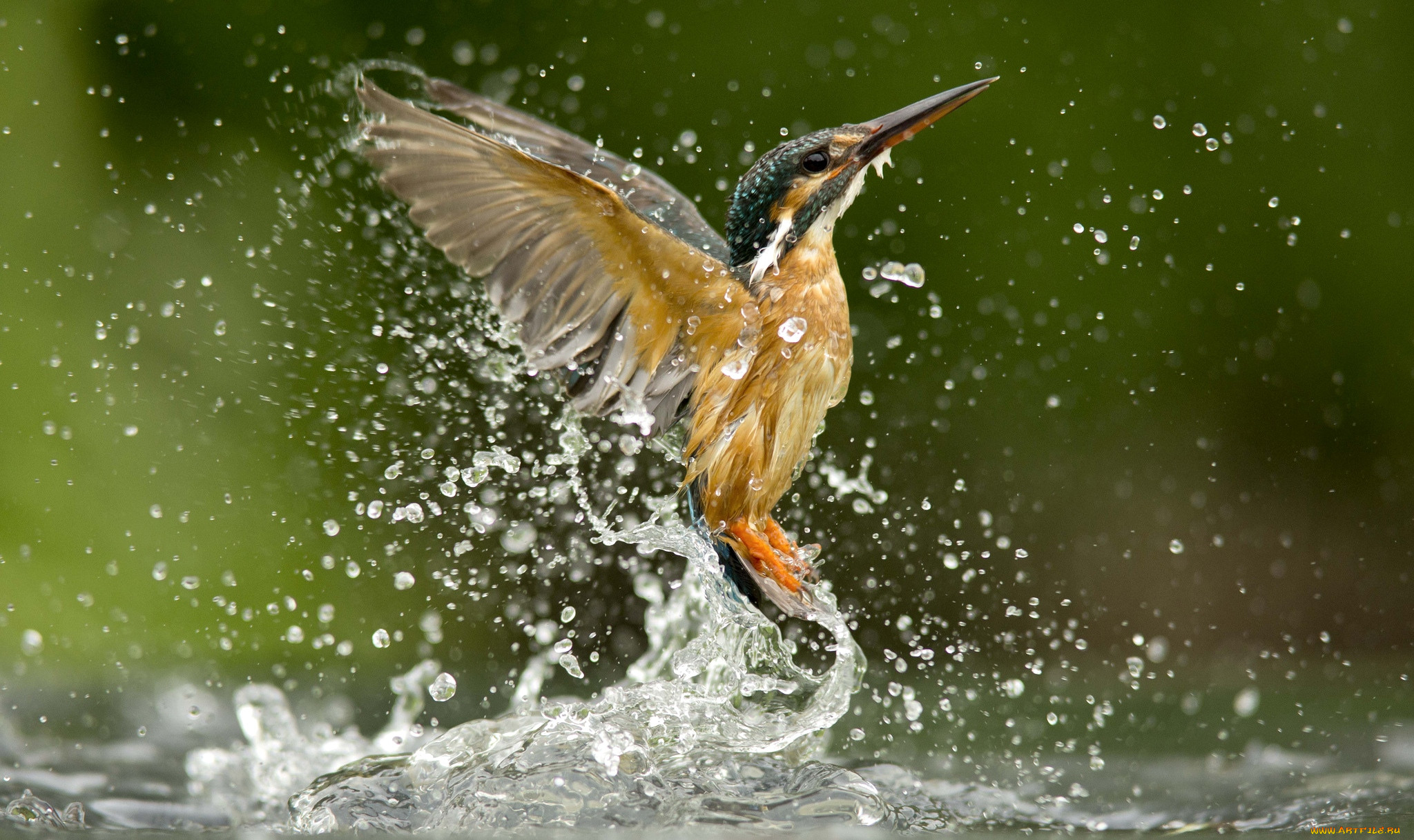 Fishing birds. Обыкновенный Зимородок. Зимородок Кингфишер. Пегий Зимородок. Золотой Зимородок.